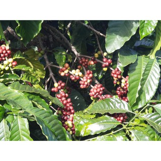 1kg cafe rang mộc The Orginal  100% Robusta