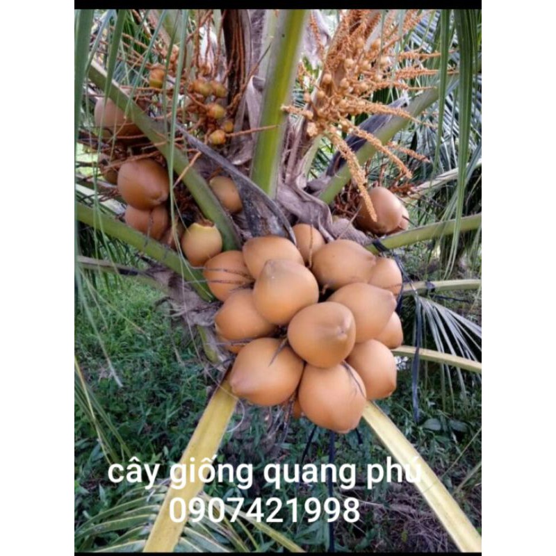 CÂY GIỐNG DỪA XIÊM ĐỎ MÃ LAY MAU TRÁI
