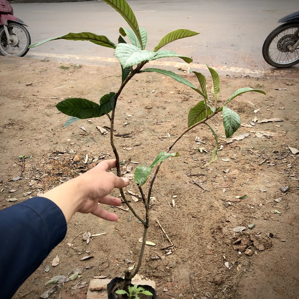 Cây nhót Nhật Bản (BIWA NHật Bản) cao 70cm ra trái sau 6 tháng