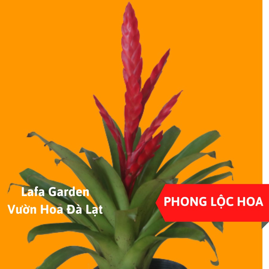 cây hoa phong lộc hoa, cây có hoa màu đỏ giống đuốc nến