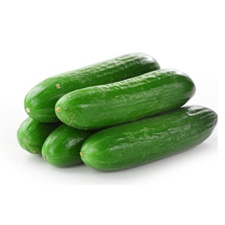 Hạt Giống Dưa Chuột - Lông Lá Baba (Cucumis sativus) - Gói lớn nhiều hạt - Tặng gói kích nảy mầm
