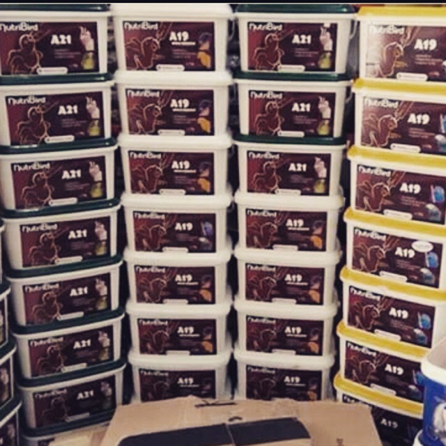 Bột cho chim vẹt A19 A21 Date mới