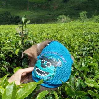 Áo lưới in hình thú cho thú cưng