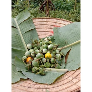 Cà Đắng Tây Nguyên  ( 1kg)