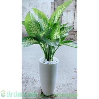 Chậu Cây Vạn Niên Thanh Lơn