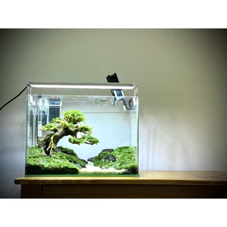 Cây bonsai thuỷ sinh  3 ( cao 25cm rộng tán 30cm)