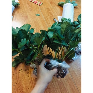 Combo 10 cây Dâu tây giống Nhật Hana.(Tặng 2 gói phân dê)