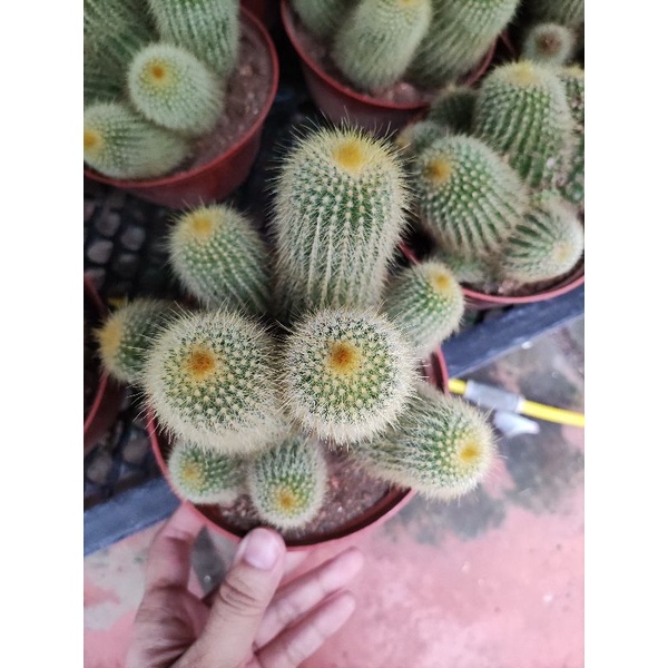 xương rồng len bụi