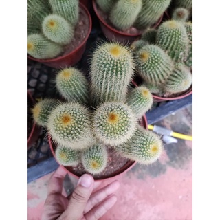 Xương rồng len bụi