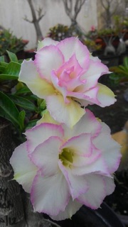 Sứ thái(hoa hồng sa mạc)