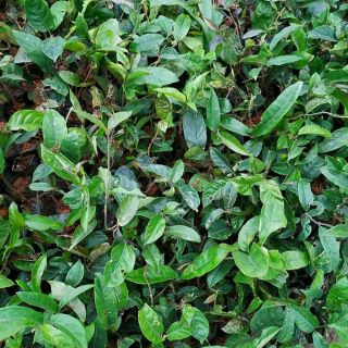 10 CÂY GIỐNG BA KÍCH TÍM