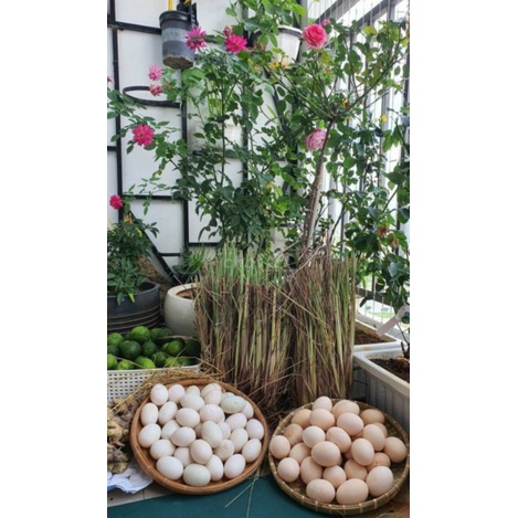 Q10 trứng vịt đồng nhà quê | BigBuy360 - bigbuy360.vn