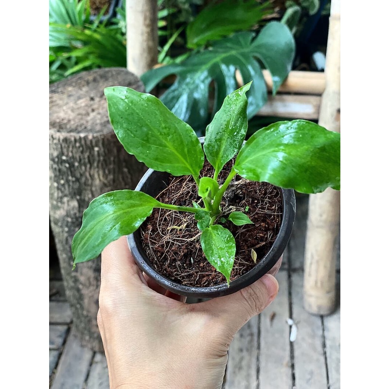 Cây giống Spathiphyllum wallisii Peace Lily (Lan Ý, Huệ Hoà Bình) chậu nhựa 8cm