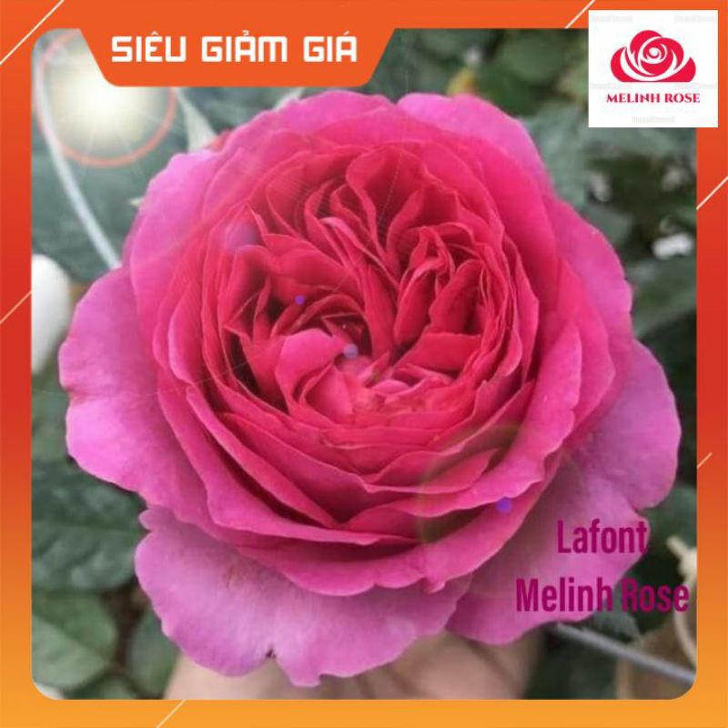 Hoa Hồng Lafont rose[CỰC HÓT🔥] Hương Thơm Cổ Điển,Cây Hoa Hồng Lafont