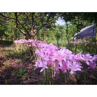 Combo 5 củ Bỉ Ngạn Lai Lycoris