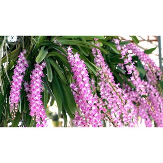 1 chậu 2 cây lan đuôi cáo đẹp(như hình cuối)