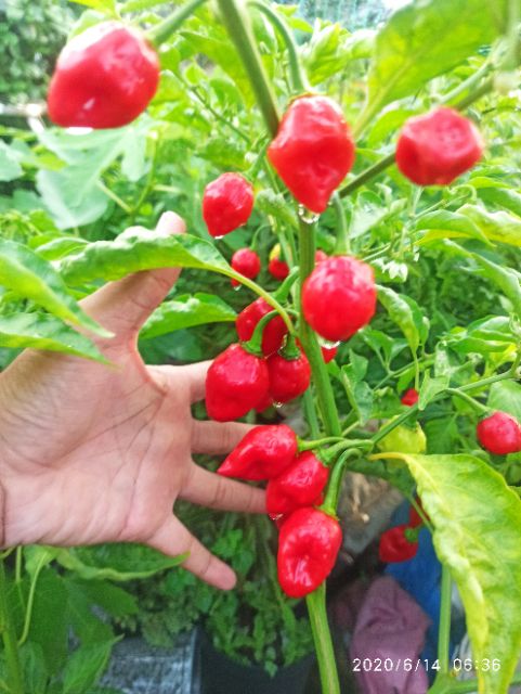 Hạt ớt  Habanero đỏ Mỹ