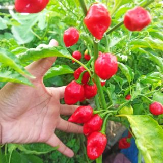 Hạt ớt  Habanero đỏ Mỹ