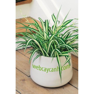 Cỏ Lan Chi - Cây cảnh mini - caykiengsadec