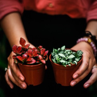 Lá may mắn Fittonia (giống mới)
