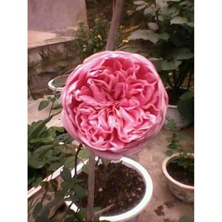 Bầu hồng cổ Sapa cực xinh đang mầm tặng phân bón và kích rễ