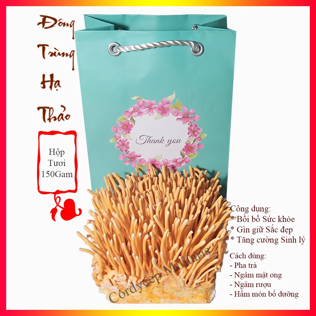 Đông trùng hạ thảo tươi - Hộp tươi đông trùng hạ thảo 140Gam | BigBuy360 - bigbuy360.vn