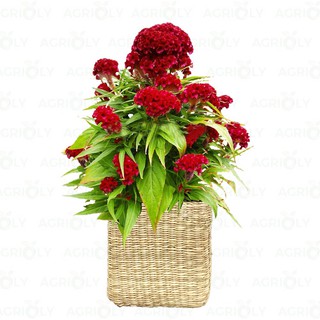 CHẬU HOA MÀO GÀ SIÊU ĐẸP