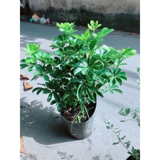 Ngủ Da Bì (loại lớn)
