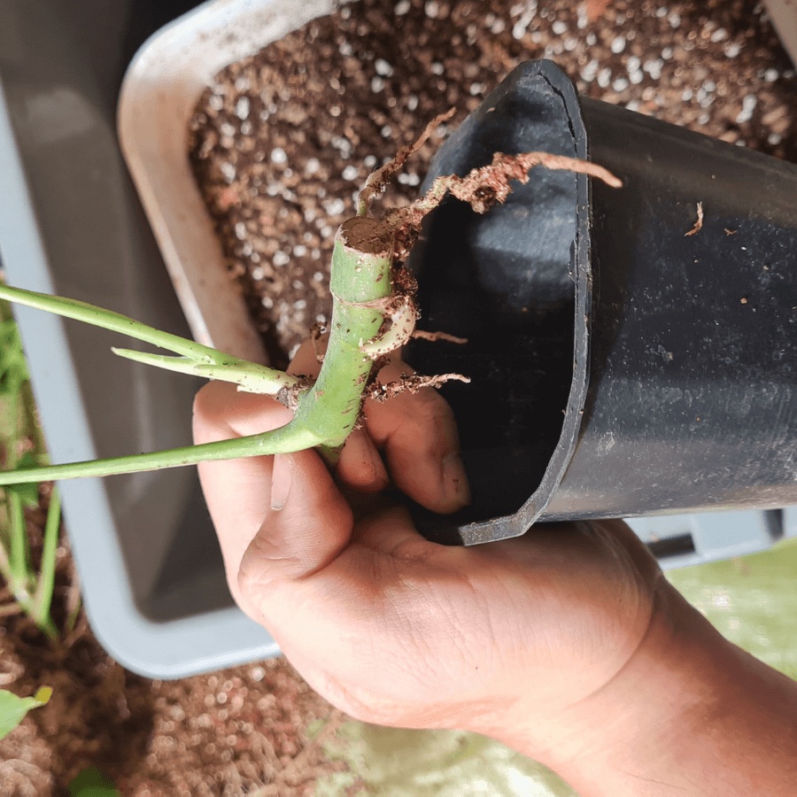 Đất trồng Vermiculite nhập khẩu loại khô, không nát, ươm và trồng cây, loại 1 kg