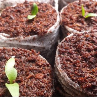 Hạt Giống Hoa Cúc Đồng Tiền Mix F1 - nhiều hạt (nẫy mầm &gt;90%) gói 0.1gr