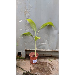 Chuối già lùn cấy mô