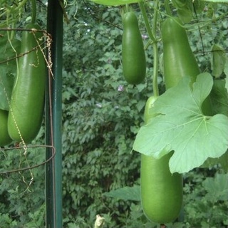 Hạt Giống Bí Đao - Bí Xanh 2gr