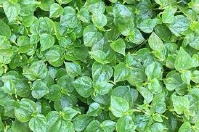 Hạt Giống Rau Càng Cua 4 Mùa