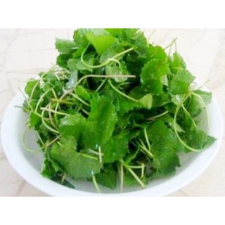 Hạt giống rau má