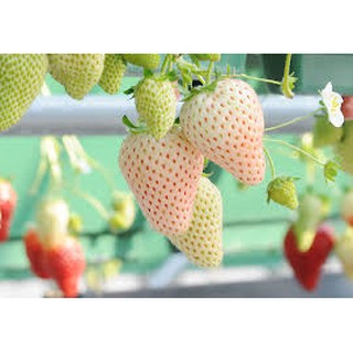 Hạt Giống Dâu Tây Trắng - 100 Hạt