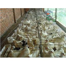 Bộ 6 máng uống tự động cho chim