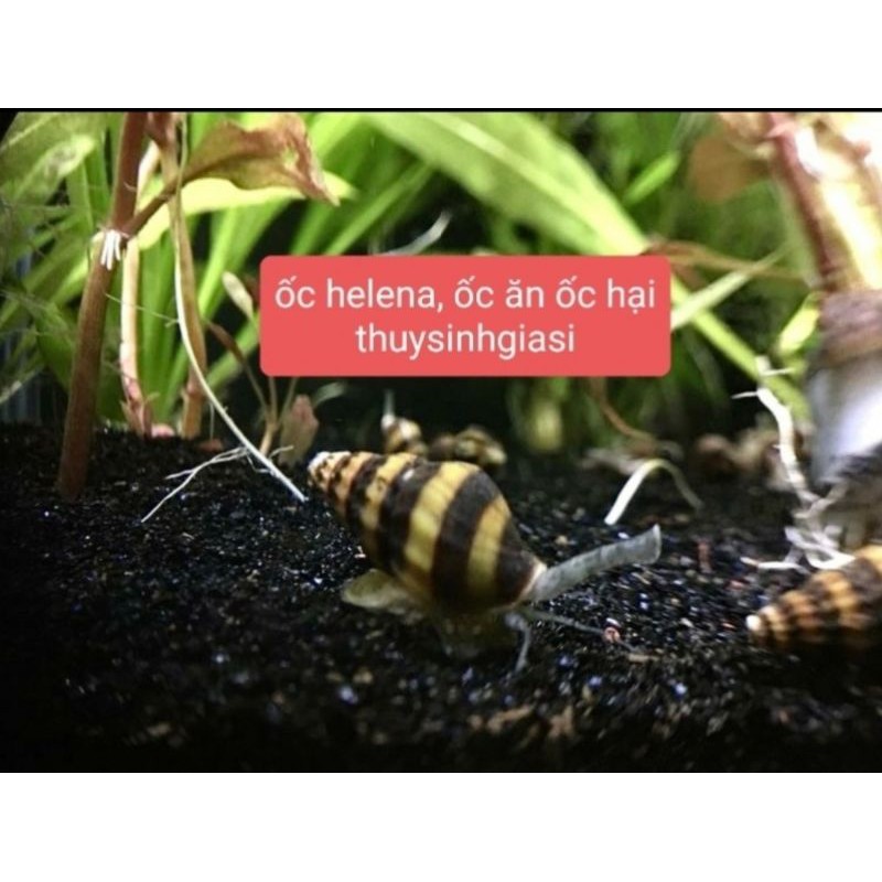 ốc helena - ốc ăn ốc (mua 10 tặng 5) ăn ốc hại