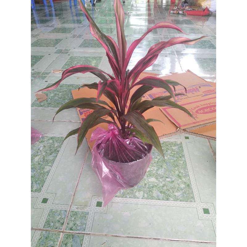 Phát tài đỏ