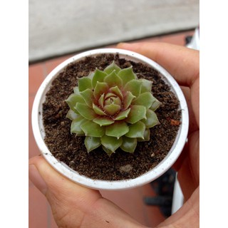 Sen đá phật bà tím