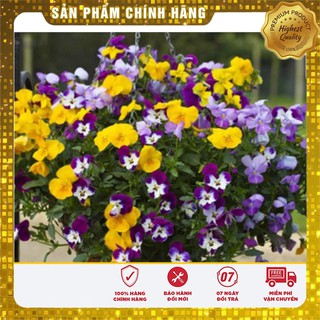 BỘ gói hạt giống PANSY