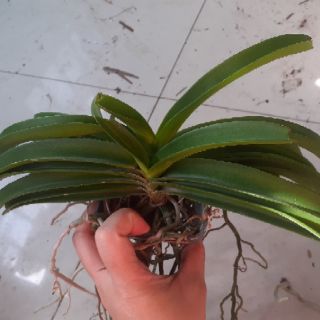 Hoa lan hải yến chậu 2 cây
