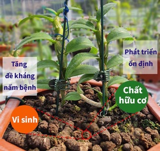 Phân trùn quế bón lan 200g