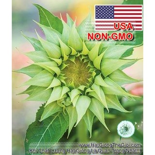 50h Hạt Giống Hoa Hướng Dương Xanh F1 Green (| -KD: B3*V35)