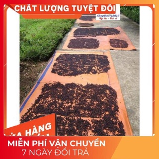 (Dược Liệu Quý) Hạt dổi nếp THƠM ĐẶC TRƯNG tây bắc, dùng thử (5 hạt)