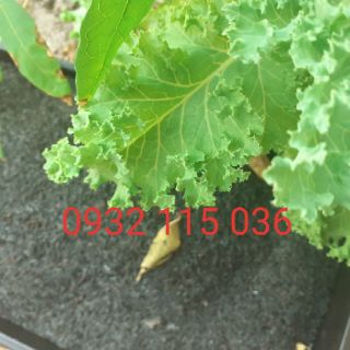 Tro nguyên cánh 500g