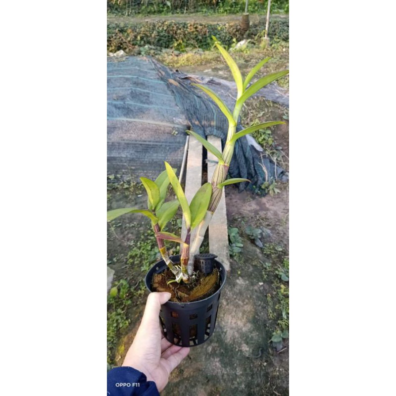 Hoa lan denro tím Huế - cây lớn