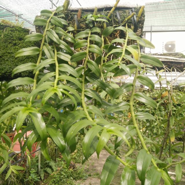 Dã hạc hawai trắng xưa