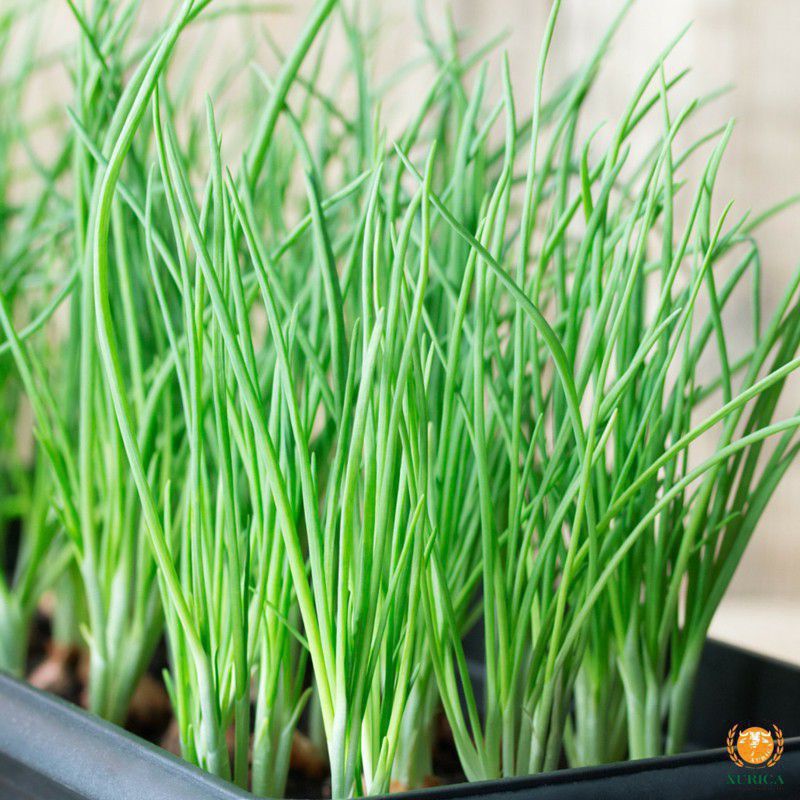 Hạt giống hành lá  hành hương