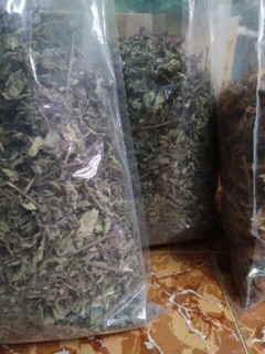 Diệp hạ châu _ chó đẻ _ 1kg