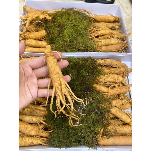 Sâm tươi hàn quốc 6 năm tuổi ( 20-22 củ 1kg )